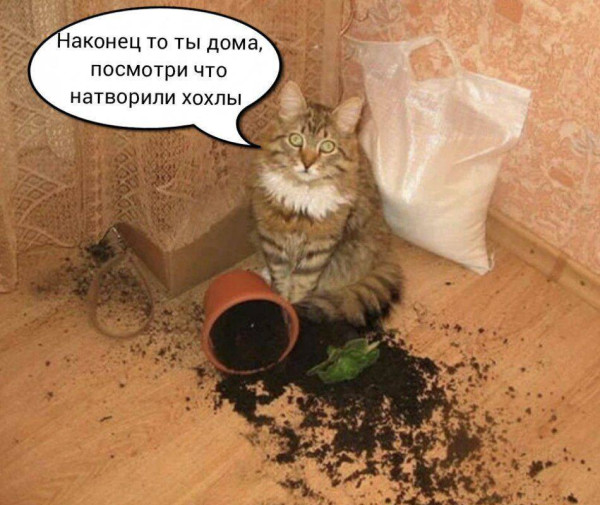Мем, Максим Камерер