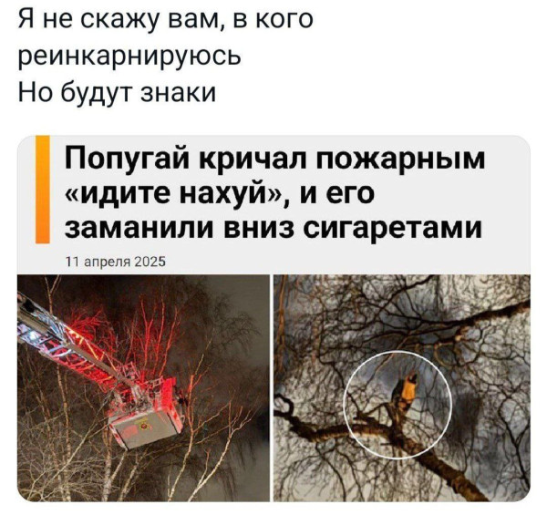 Мем, Максим Камерер