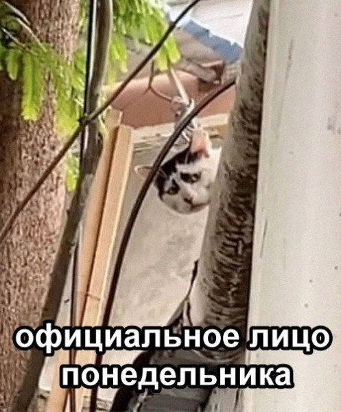Мем, memw