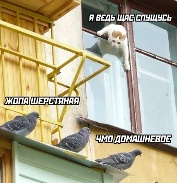 Мем: Прикол, iteam