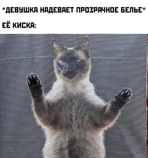Мем: Юмор и приколы, iteam
