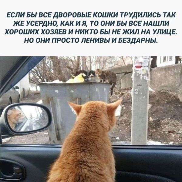 Мем, mikololo