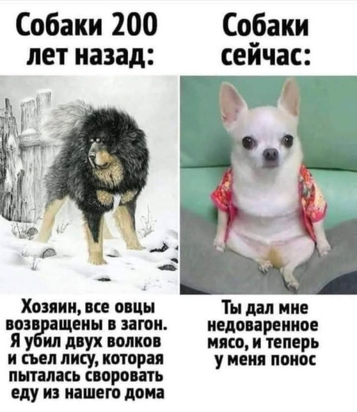 Мем, Анекдотчик