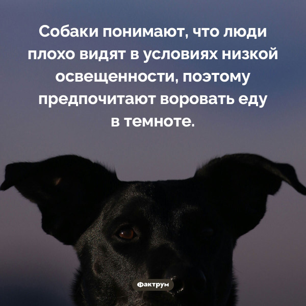 Мем, Mghost