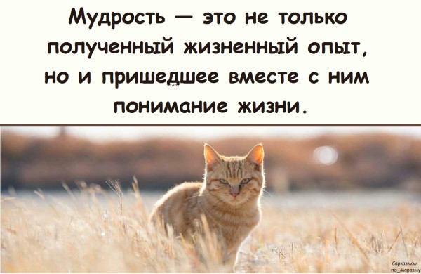 Мем, Александр САН