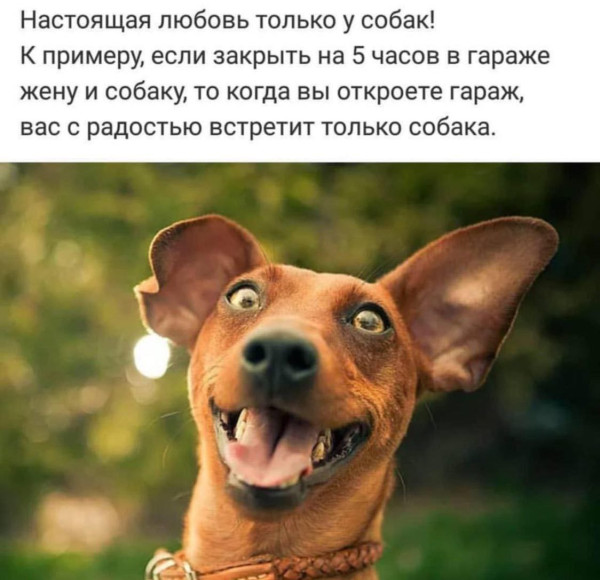Мем, Ashmedai