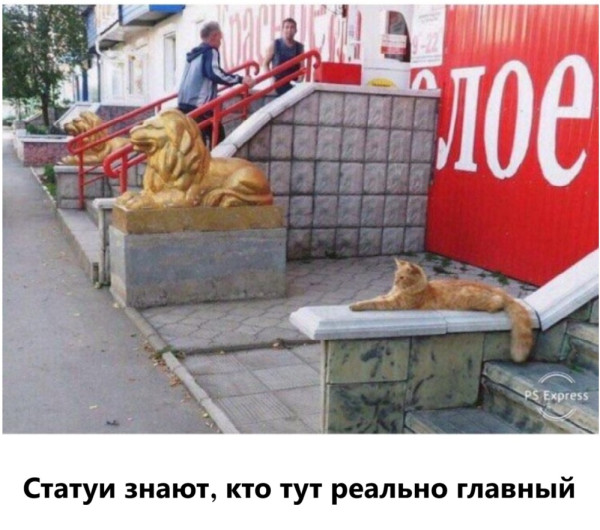 Мем, immar