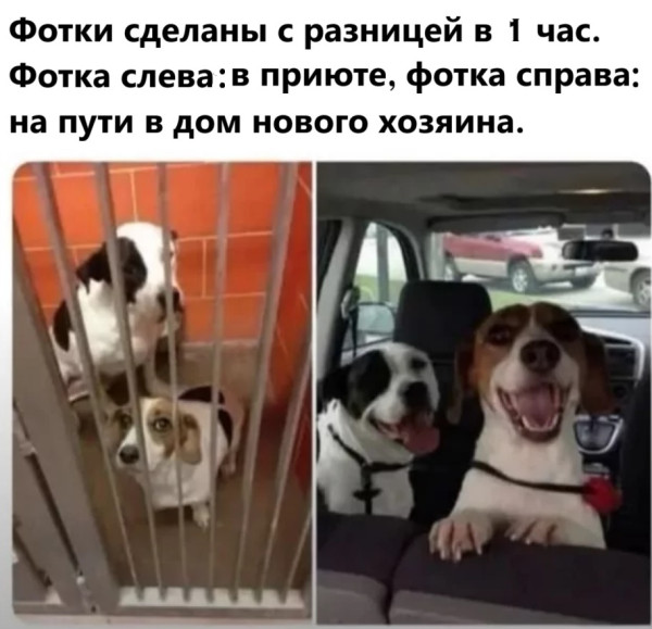 Мем, immar