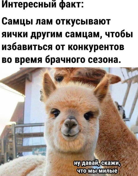 Мем, Смехалка