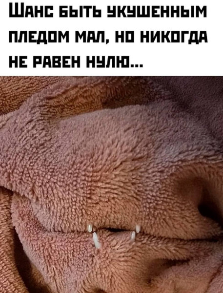 Мем: Осторожно, злой плед., henh