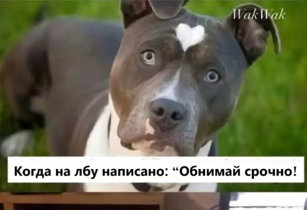 Мем, immar