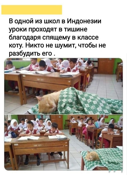 Мем, Рысь