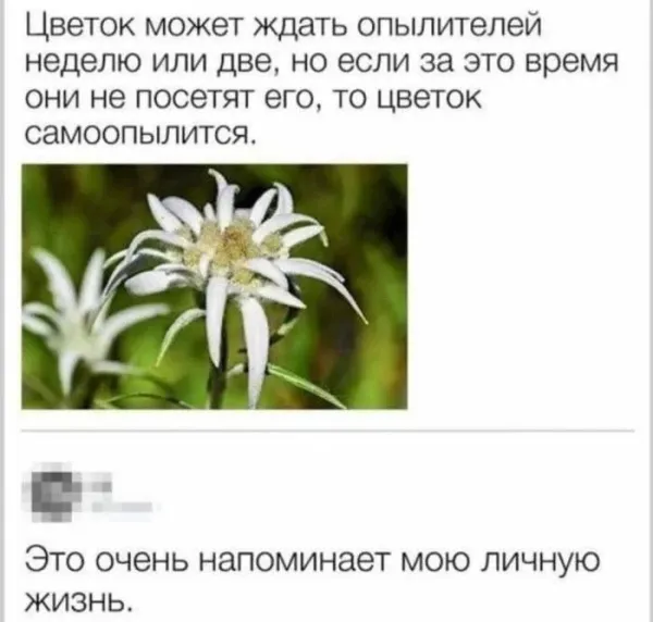 Мем, Смехалка