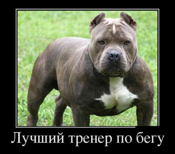 Мем: Юмор дня, Юмористка