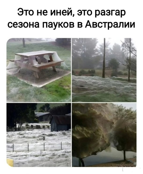 Мем, Рысь