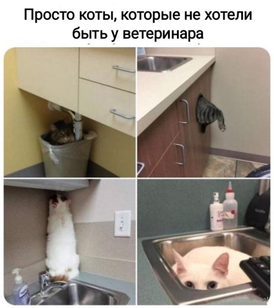 Мем, Рысь