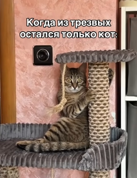 Мем, immar