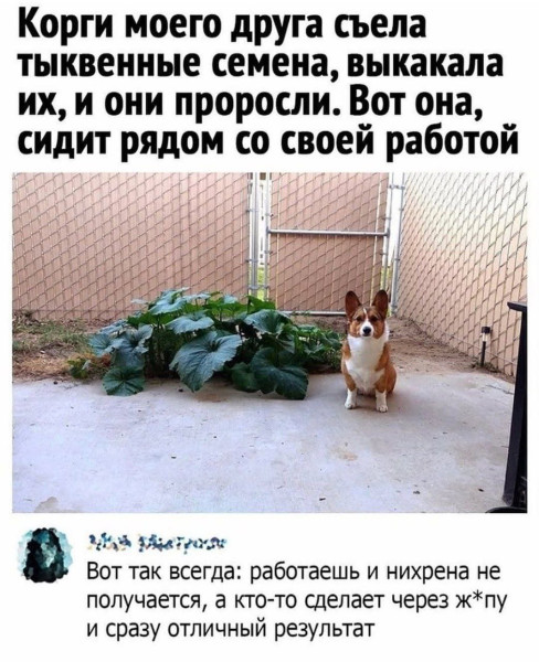 Мем, Ashmedai