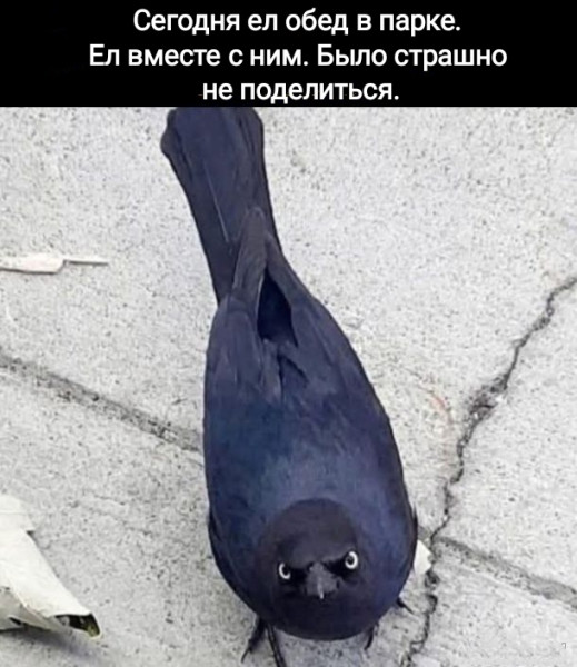 Мем, Рысь