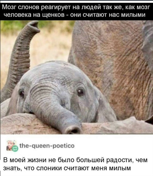Мем, Mghost