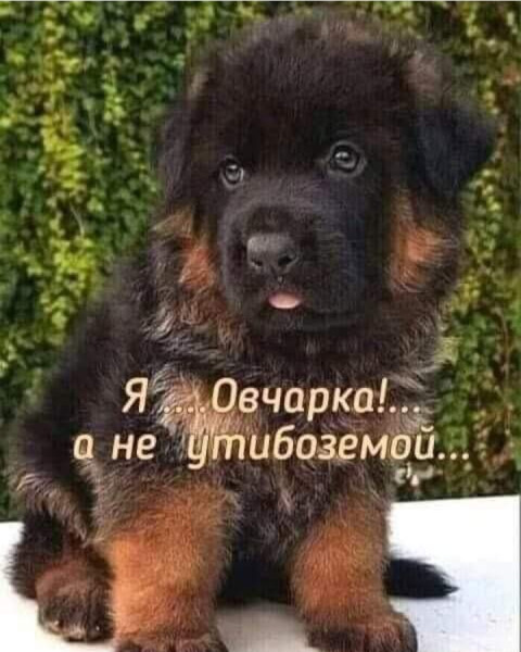Мем, Анекдотчик