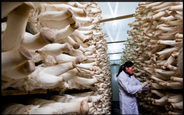 Мем, михельсон