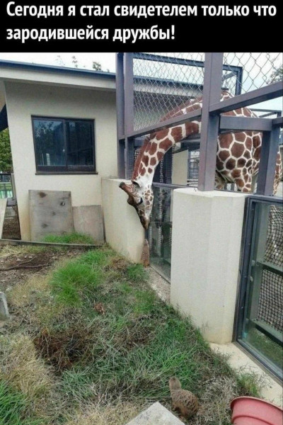 Мем, Смехалка