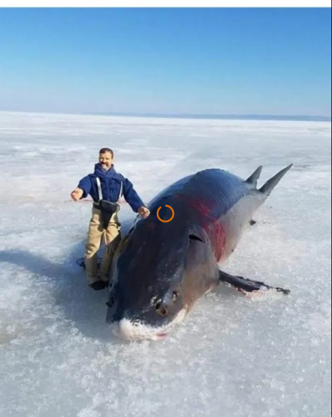 Мем, михельсон