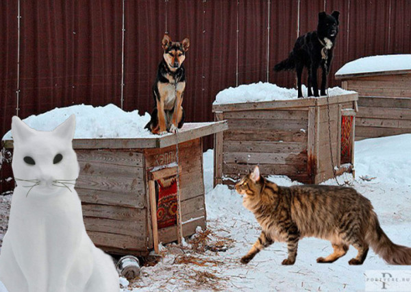 Мем: Мейнкун и опасный апорт