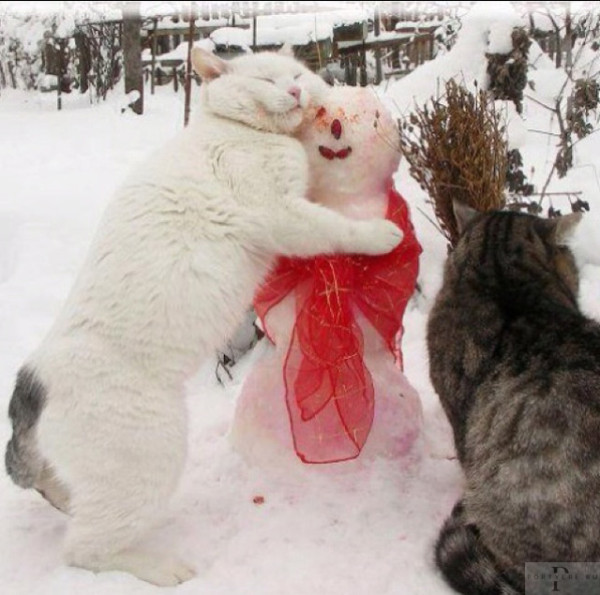 Мем: Поздравление кота