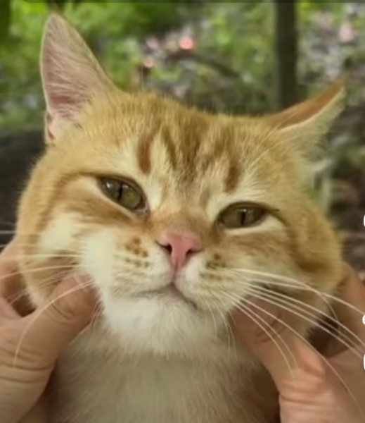 Мем: Здравствуй, страна! ❤️  Сегодня, 18 января 2026.