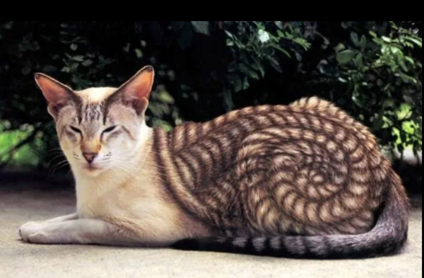 Мем, михельсон Мем, михельсон