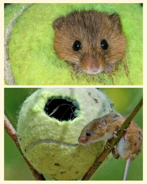 Мем, Оби Ван Киноби