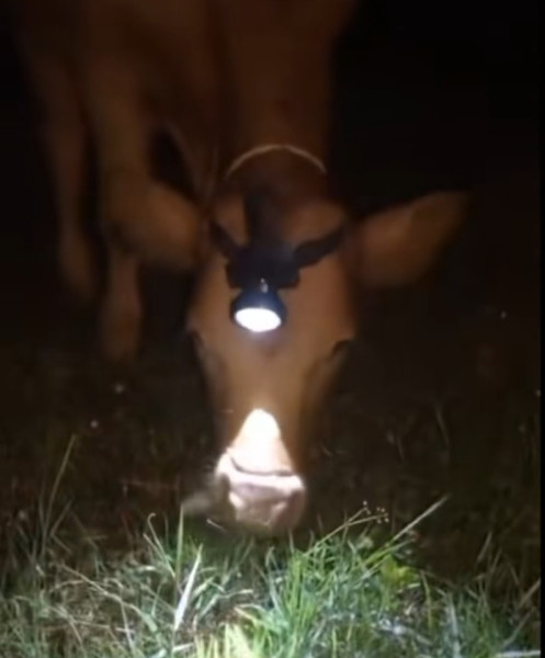 Мем, Ingrid Lovera