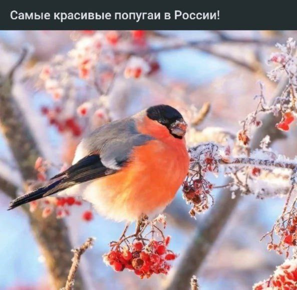 Мем, Смехалка