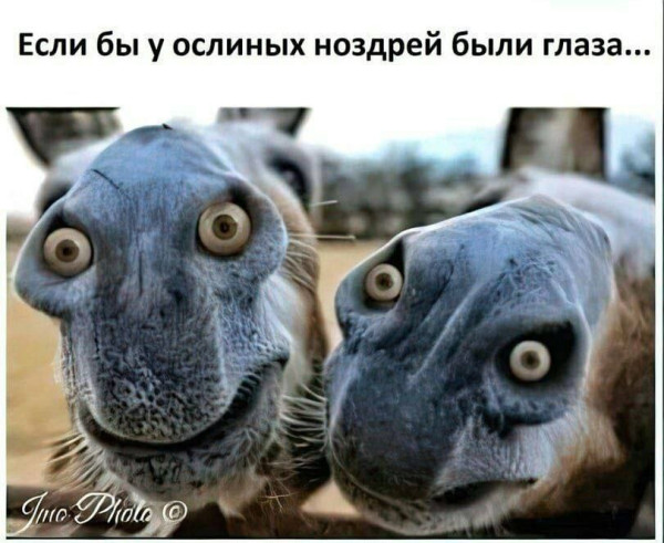 Мем, Максим Камерер