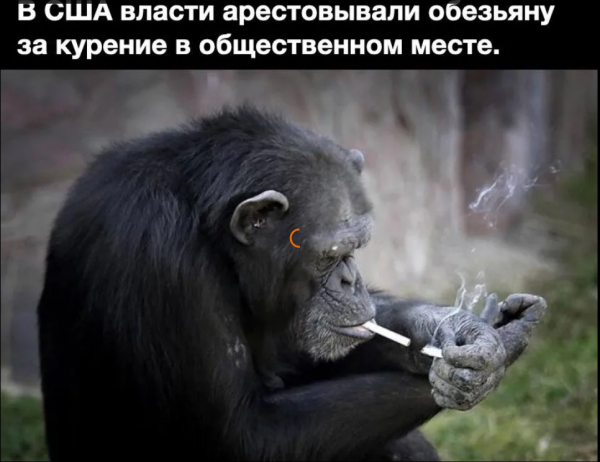 Мем, михельсон