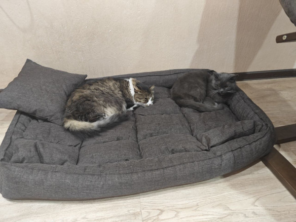 Мем: Купили лежанку для собаки...., ZanudaKAV