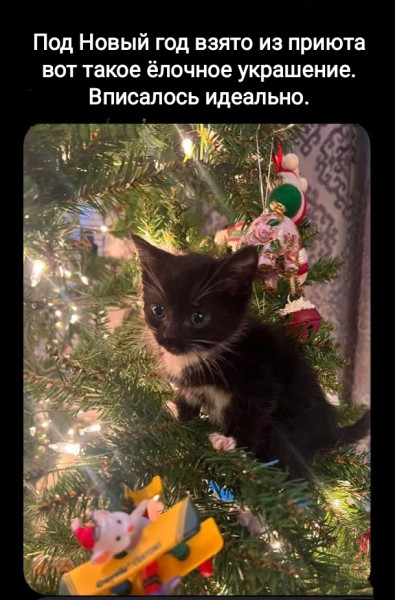 Мем, Рысь Мем, Рысь