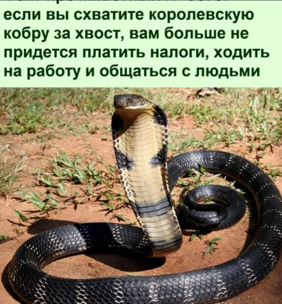 Мем, михельсон Мем, михельсон