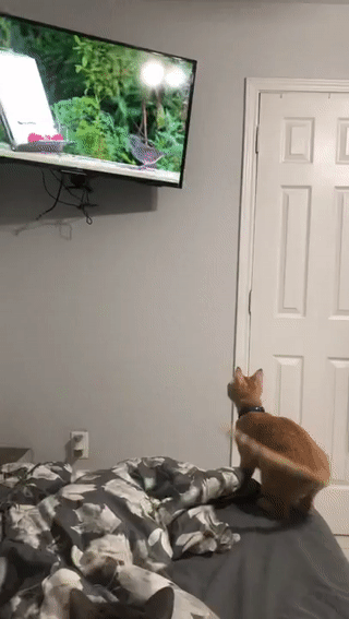 Мем: Оптимист