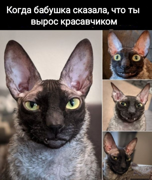 Мем, Рысь Мем, Рысь