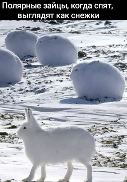 Мем, Рысь Мем, Рысь