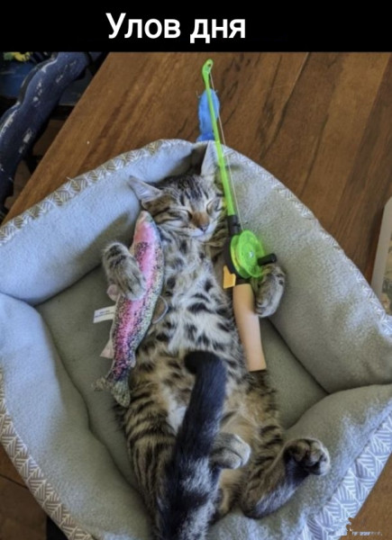 Мем, Рысь Мем, Рысь