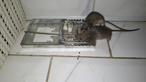 Мем: Бесплатный сыр, Антон_х Мем: Бесплатный сыр, Антон_х