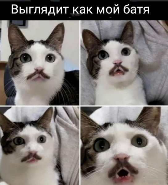 Мем, Рысь Мем, Рысь