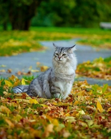 Мем, Александр Скоро Мем, Александр Скоро