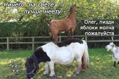 Мем, Максим Камерер
