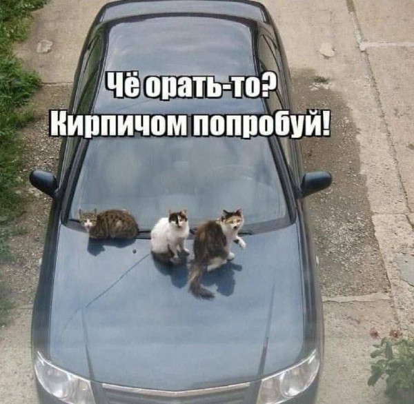 Мем, FDio Мем, FDio