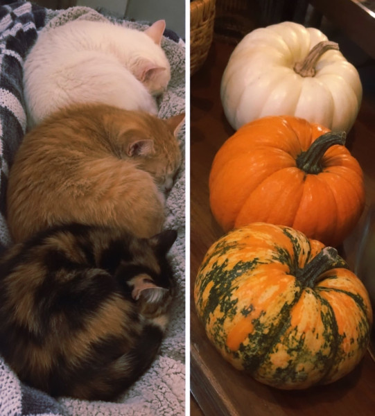 Мем: Котыквы и тыквы, Вовочка059 Мем: Котыквы и тыквы, Вовочка059